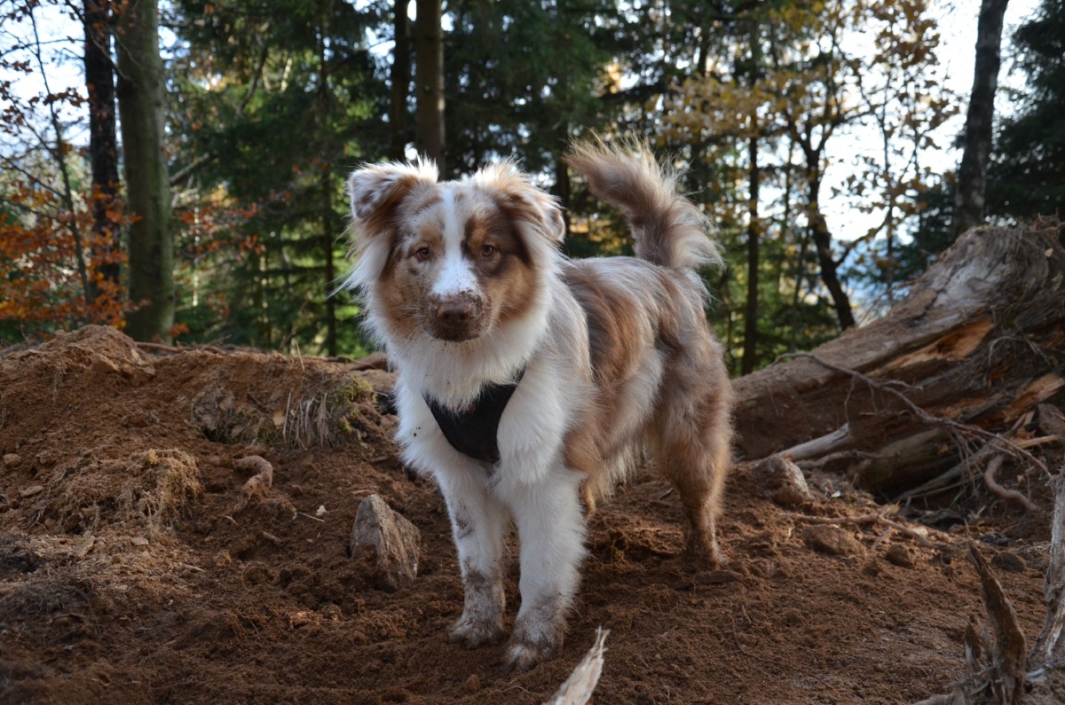 6ce75866-ffc7-4e77-8458-afb01d77775d