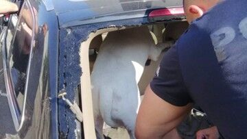 Kraków. Zostawił psa w nagrzanym samochodzie. Na zewnątrz było ponad 30 stopni