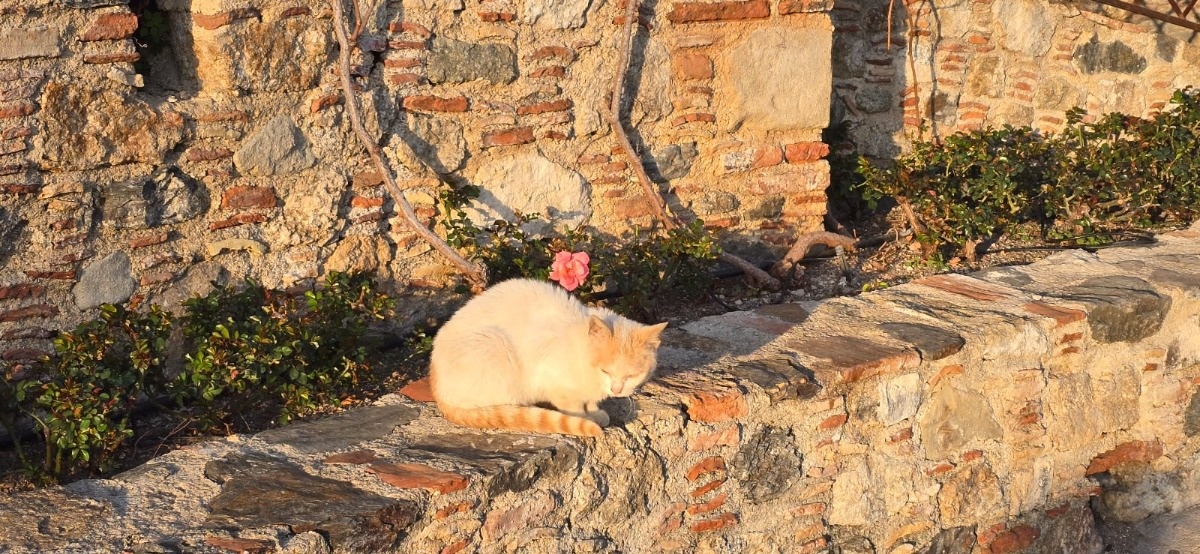 26b94dce-c9eb-413a-abf0-eb0105a1cde0