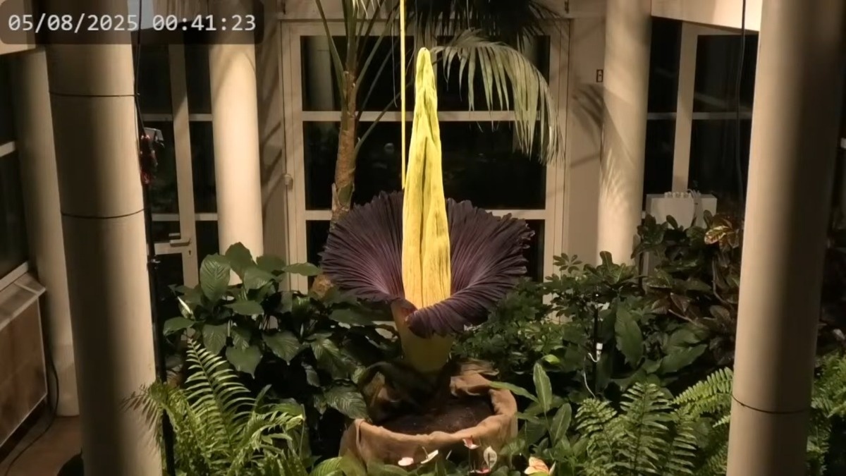 Niesamowite zjawisko w Warszawie. Po raz kolejny rozkwita „kwiat trupiej woni”