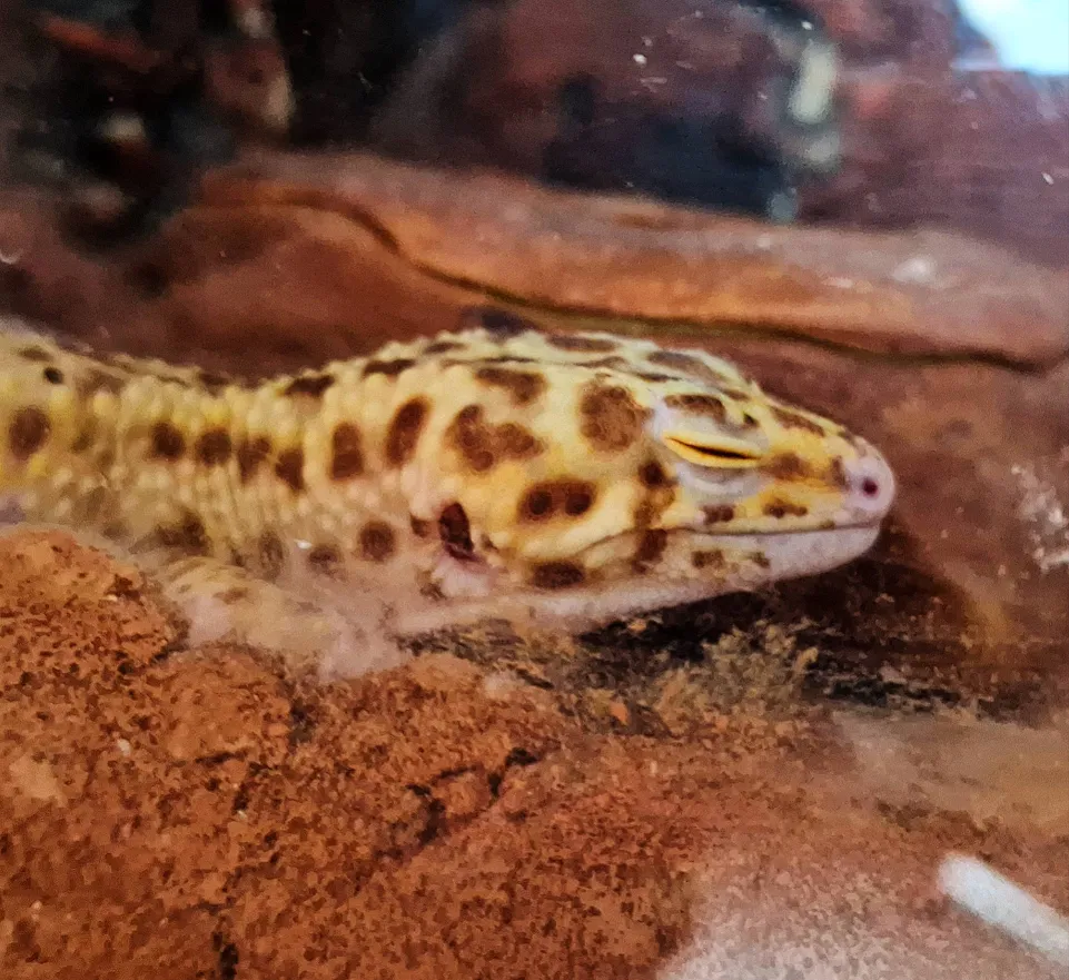 24e46d4e-bd3c-401a-9d71-b34a631a2fea