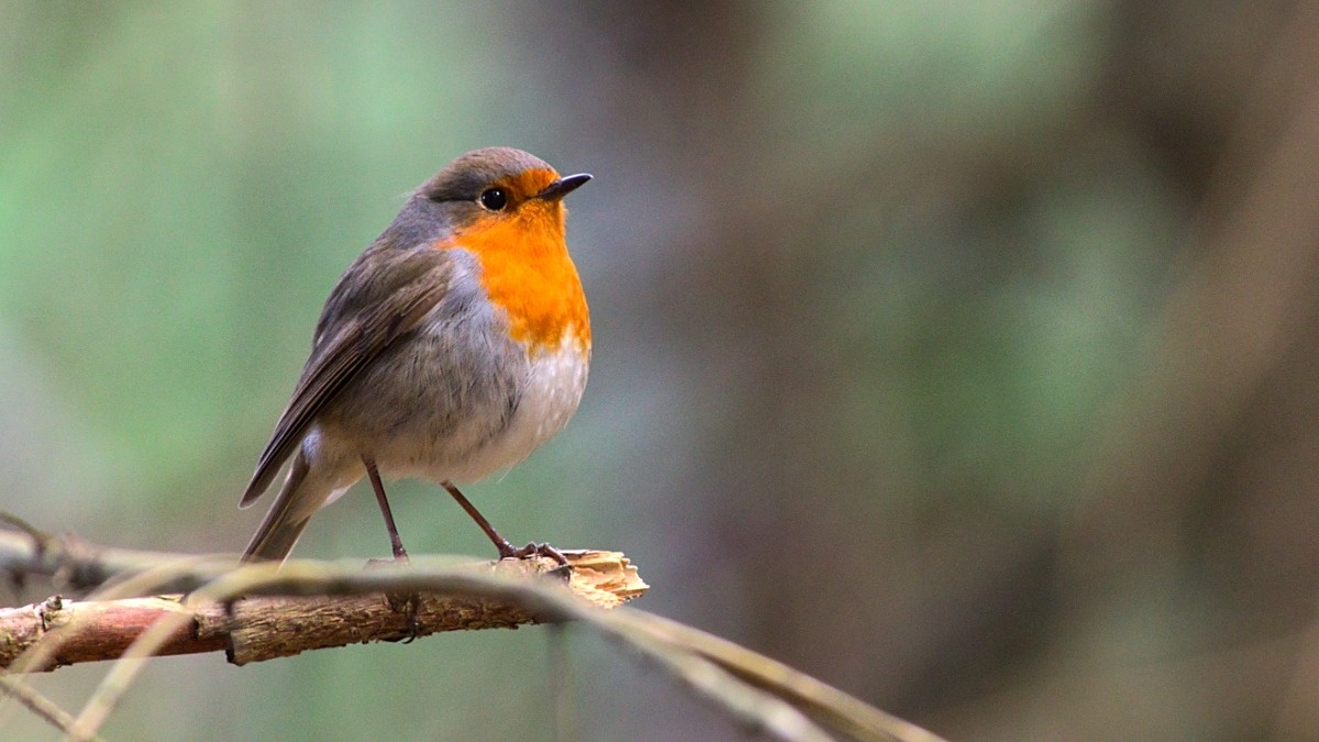 f6a8d84d-19b6-4213-8134-ce49d25bbaf8