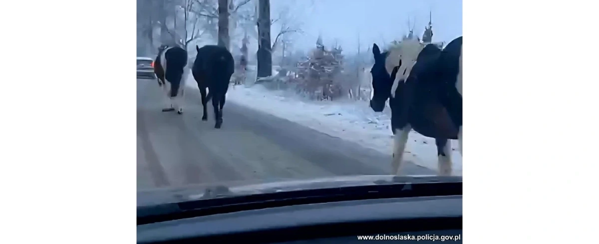 Konie na gigancie. Policja musiała interweniować na drodze