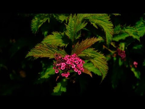 Letnia Muzyka Uzdrawiająca Częstotliwość 432 Hz