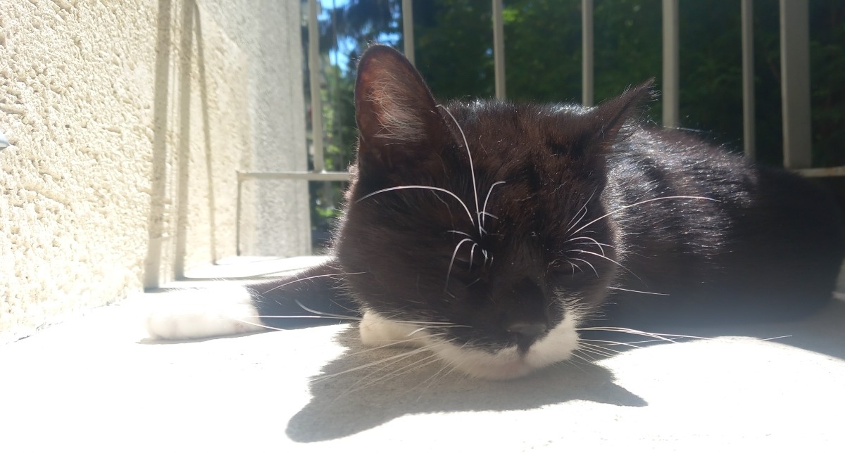 9e10d06c-a2db-4fa7-93b4-335477ee5087