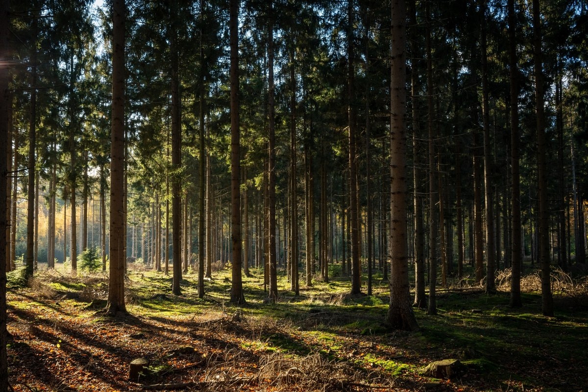 Drzewa leczą duszę. Jak spacery po lesie nam pomagają?