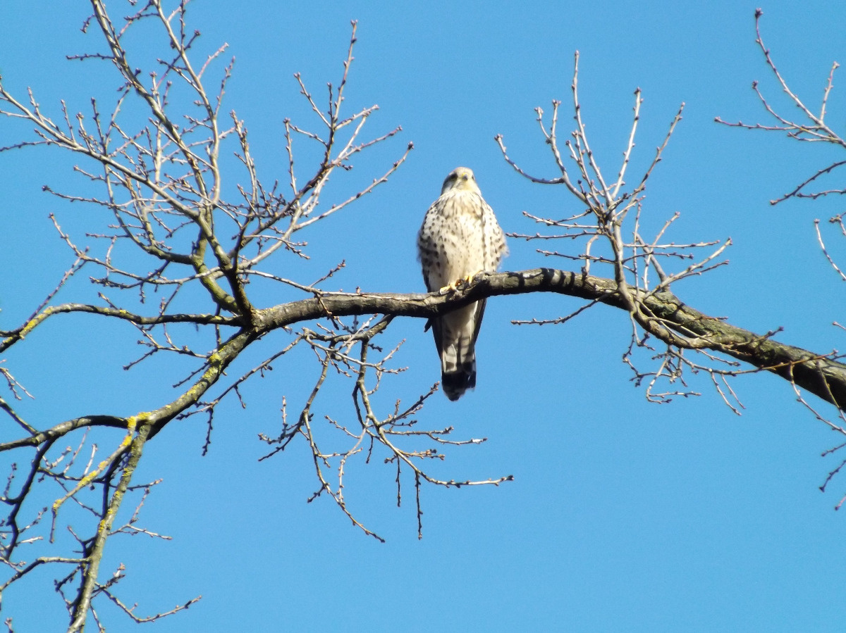 a65c8b77-7cdf-4044-90cb-9081935d2a97