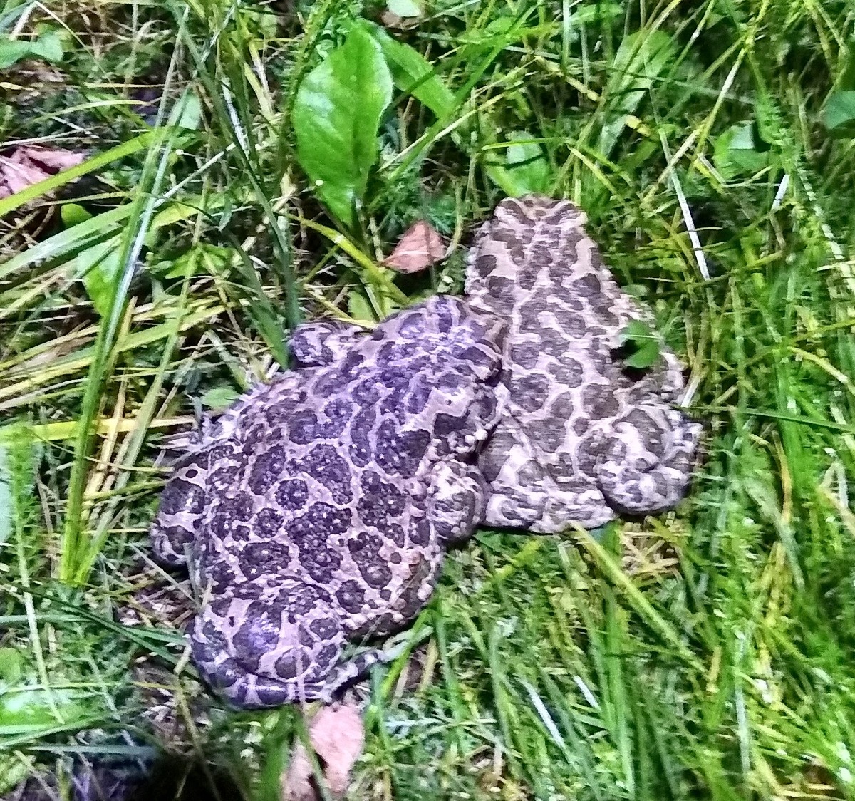 0d664d1e-2d9b-4d2c-8fa7-3888eaed582d