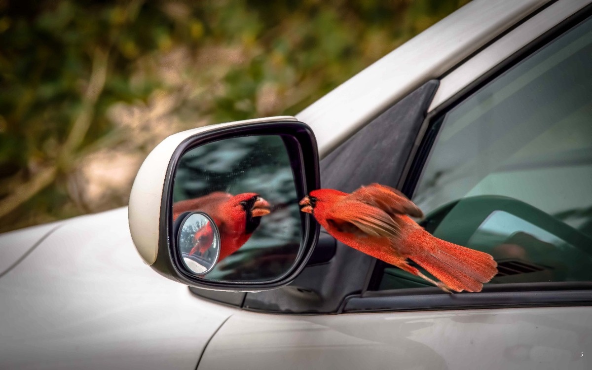 2923fcde-98b9-4214-a4dd-f9e489970473