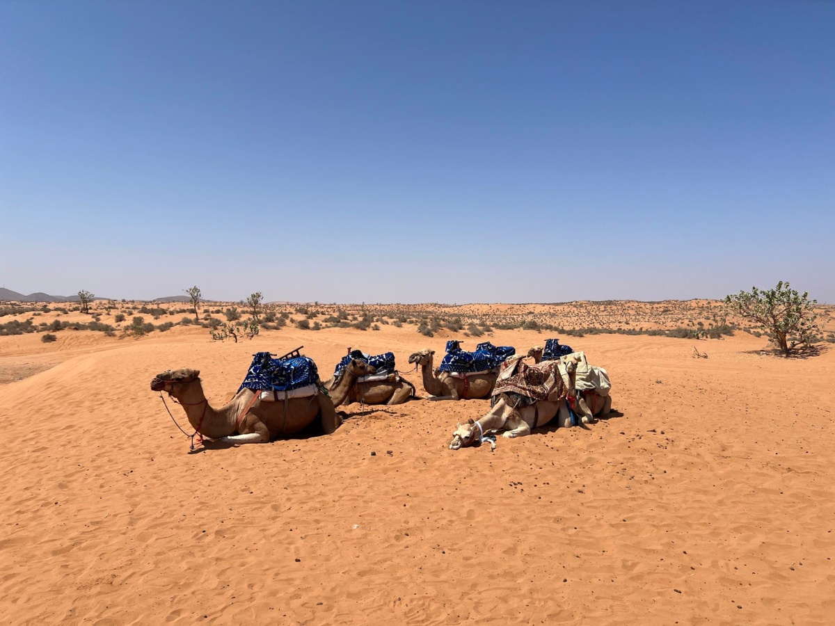 12026c52-fd55-4892-97b4-cfdba6c96b68