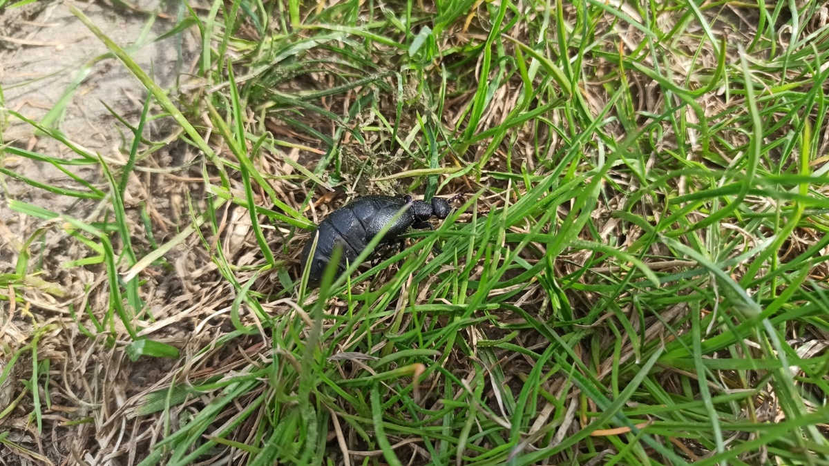 dcabbbdc-aee7-4d35-8dde-ea5b28e3ceb0