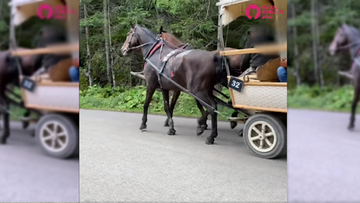 Zakopane. Kulawy koń ciągnął fasiąg z turystami do Morskiego Oka. "Był ewidentnie chory"
