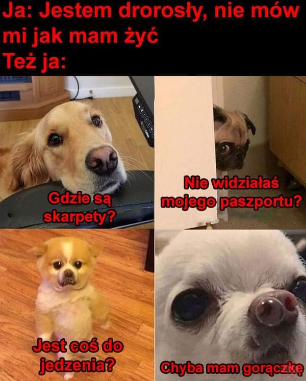 517f4bd2-44ff-4cb4-af38-8aa093e1fd9d