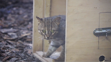 Wrocław. Najmniejszy kot świata przyjechał do zoo