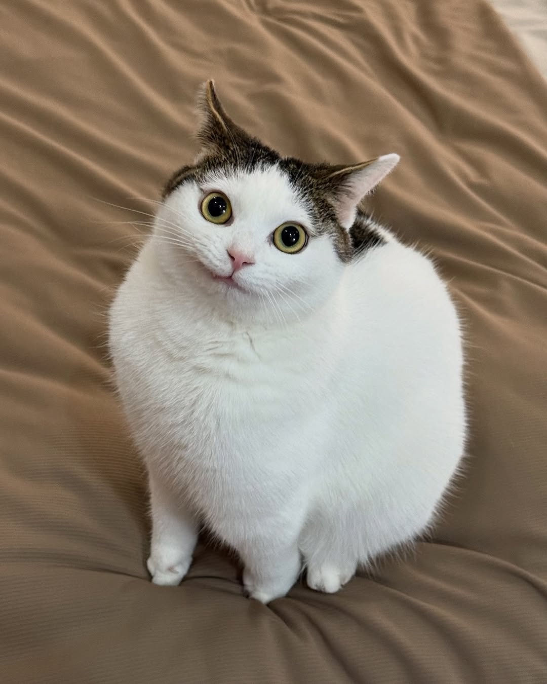 7ded2497-fdcb-4b0e-9aec-3bf87a72584a