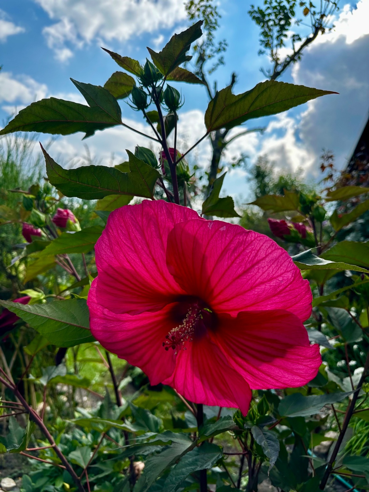 19c330fc-3e5e-46e1-a954-c46793d21b1c