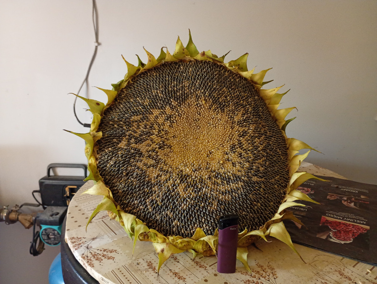 ca685a73-6720-439c-b32d-3446ea499683