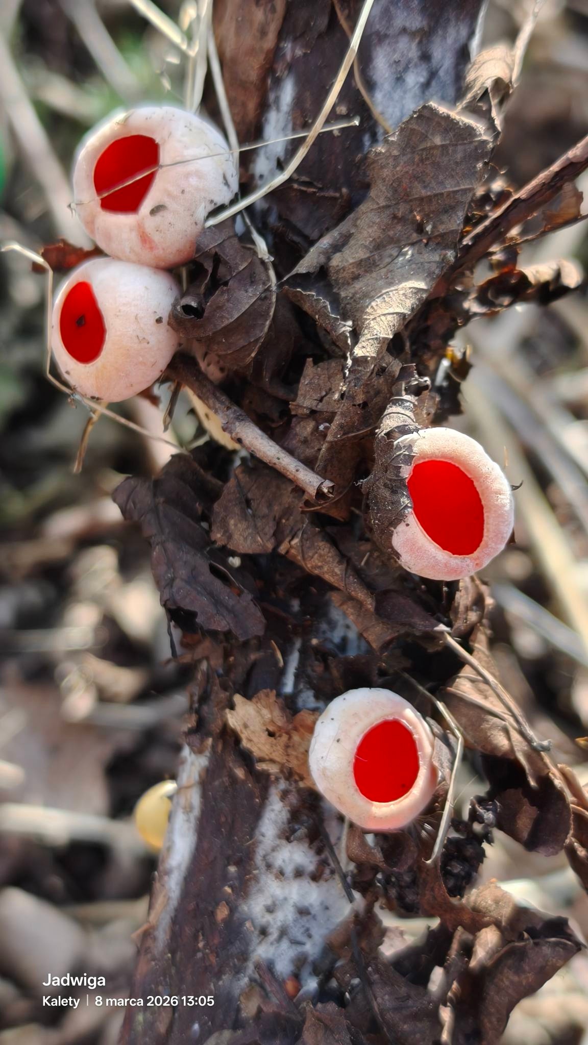 38dd61c1-e16c-4ab7-959f-d182c89b88d0