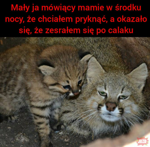 2cf18c6c-1076-425b-93e3-ab689ed798ce