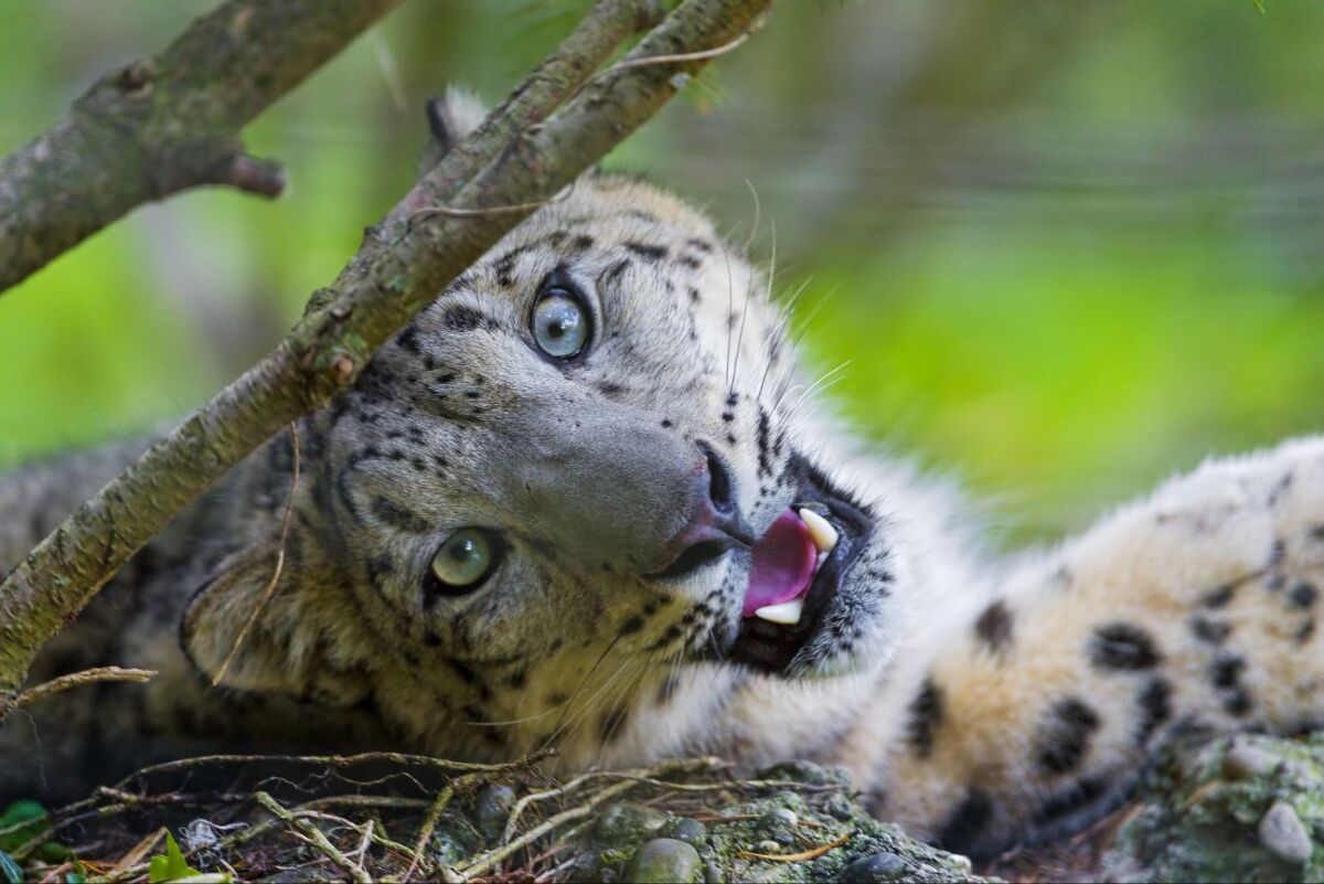 Szwajcaria wycofuje z eksploatacji 25 czołgów Leopard.