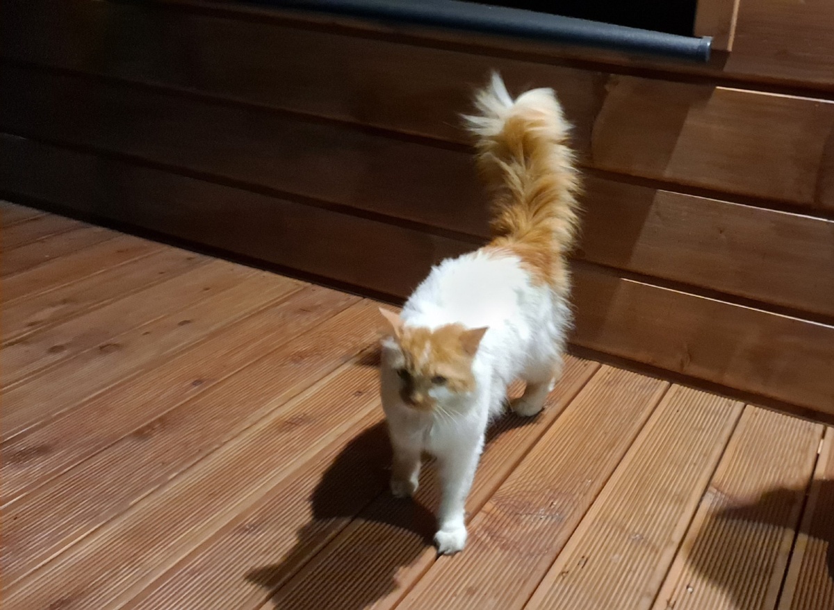 880d58ba-2ffc-4331-8072-8d4f9d36d650