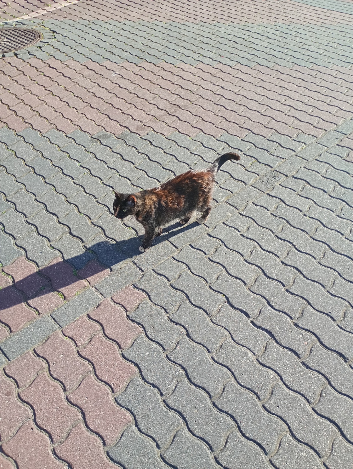 6a4876a7-4c48-4fd8-a1e0-deb66e01ebd0