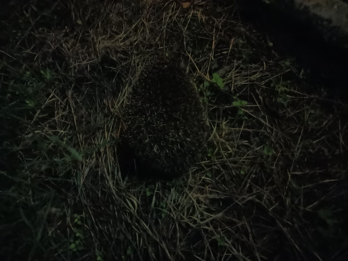 d851d466-364e-45ba-90ef-e5129d478ad9