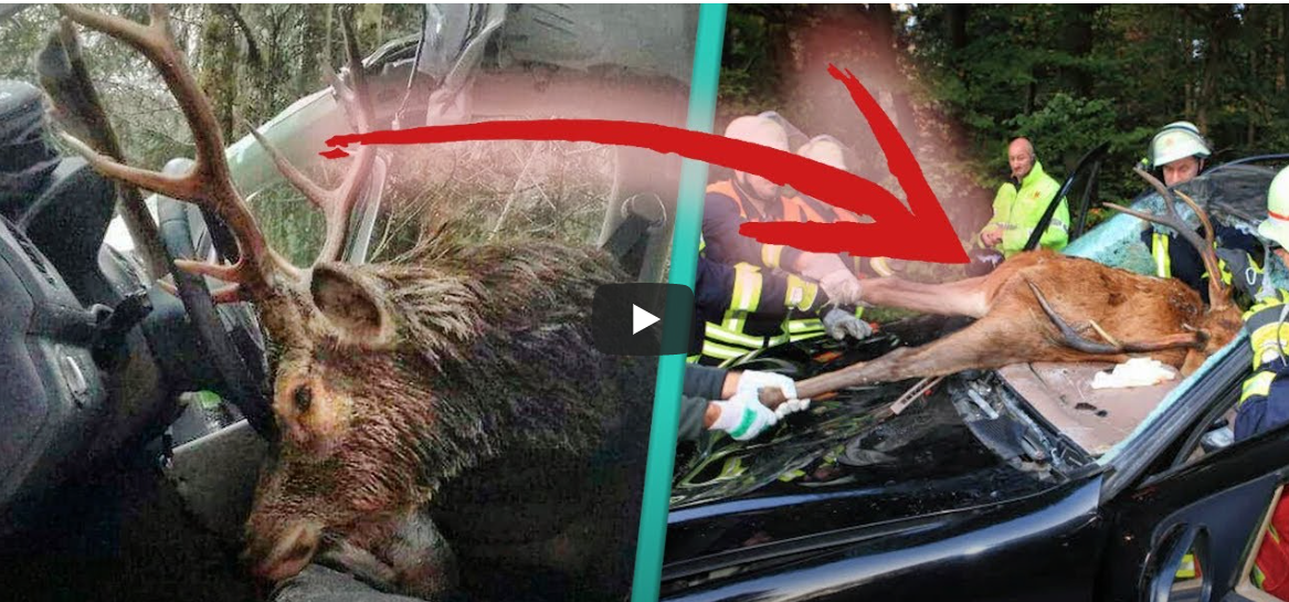 Jak wygląda wypadek jelenia z samochodem od środka.