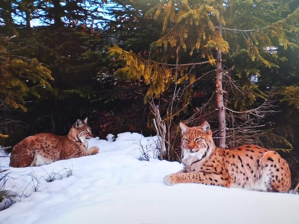 90ea2329-7216-448a-aec8-088aa0911193