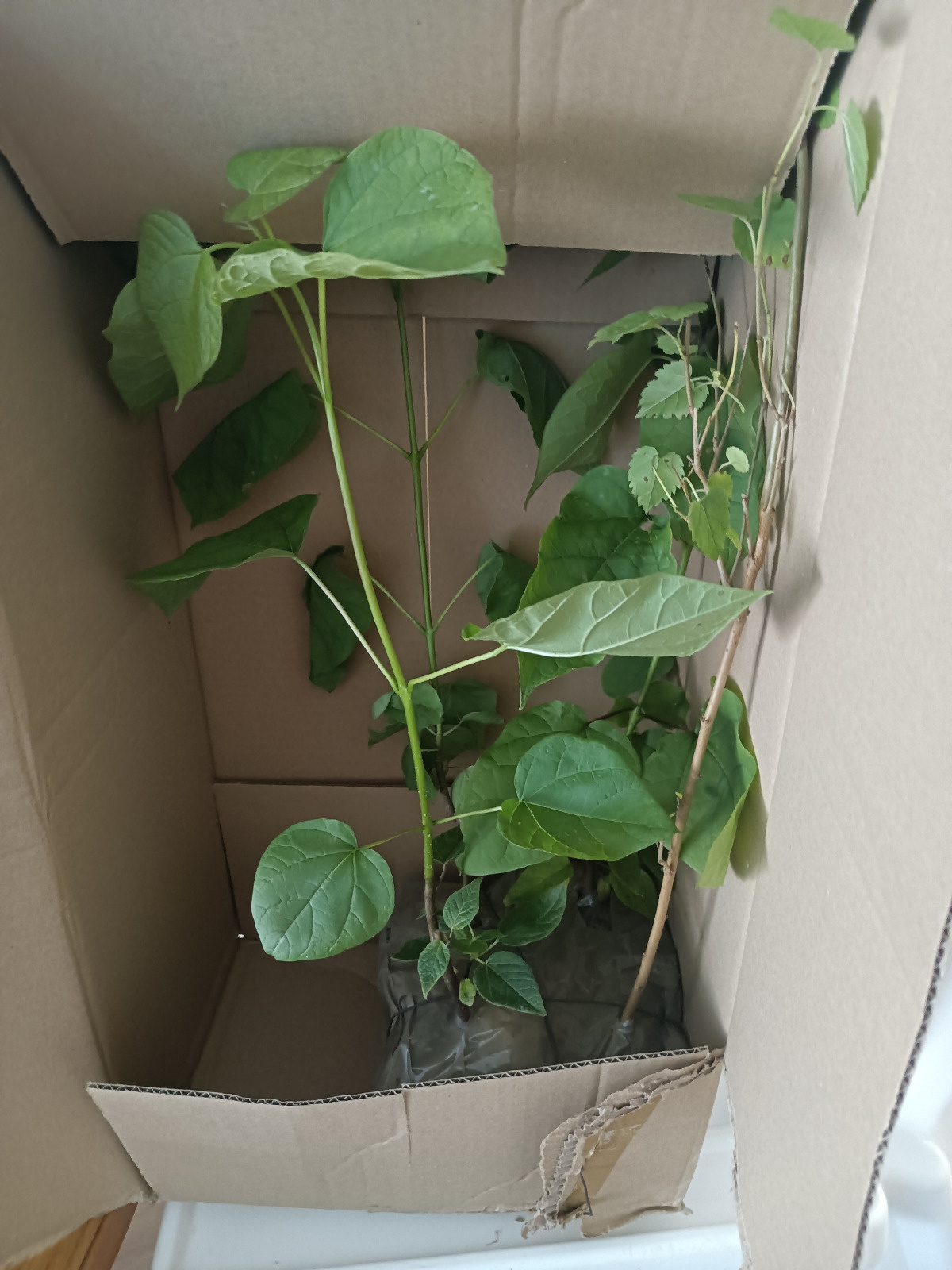 29b537c9-2acb-4179-8343-ebd5640c2ea0