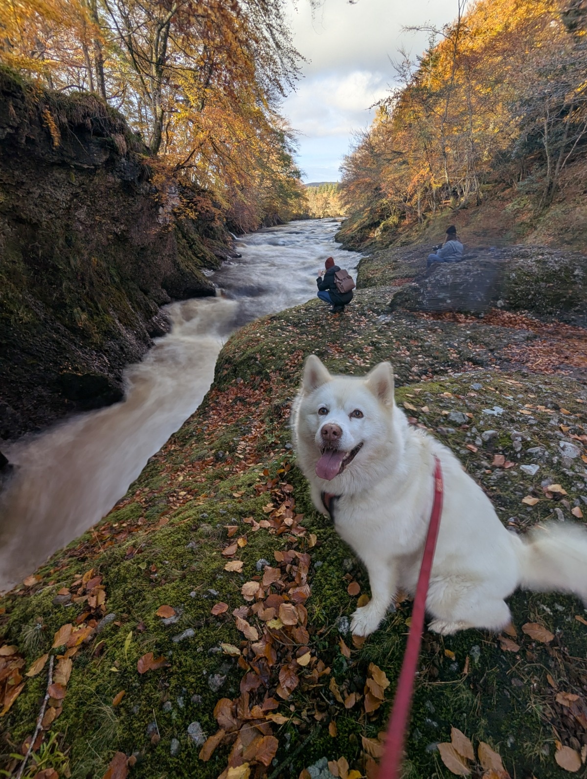 c3b4de19-2e44-4dc5-98c3-43bd8835c5d4