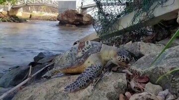 Zginęły żółwie morskie, delfiny i wieloryby. Rosyjski kapitan przed sądem