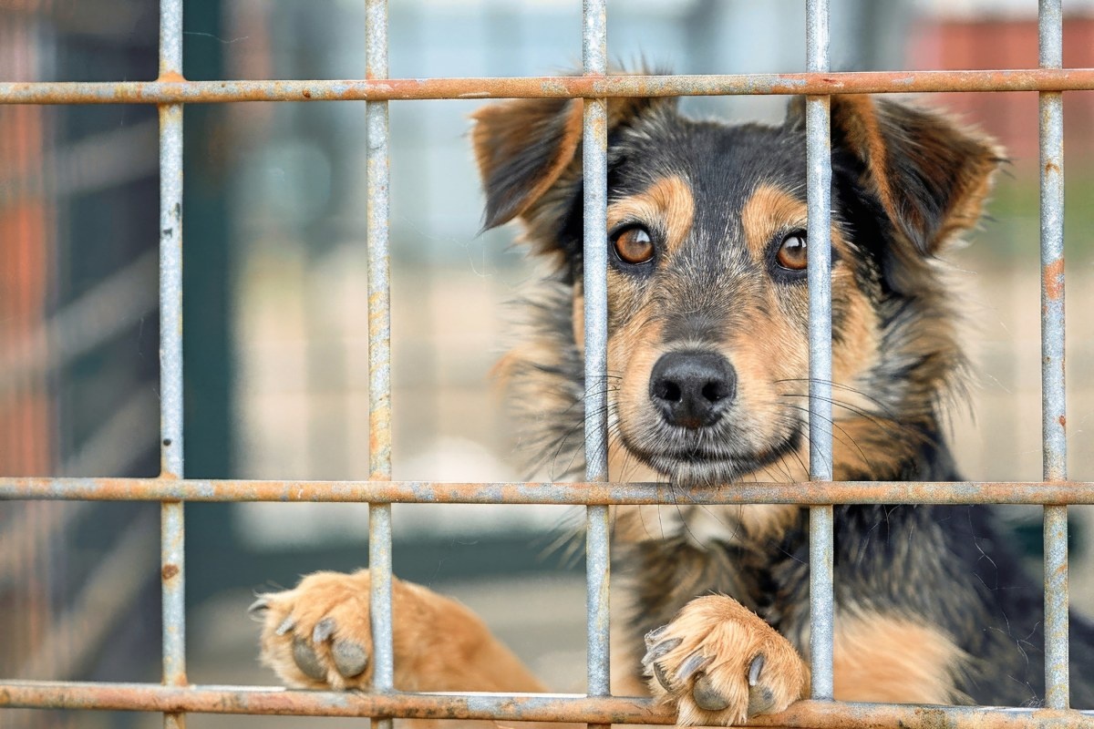 Oferują 1500 zł na adopcję psów ze schroniska. Gmina wprowadza "Becikowe na 4 łapy"