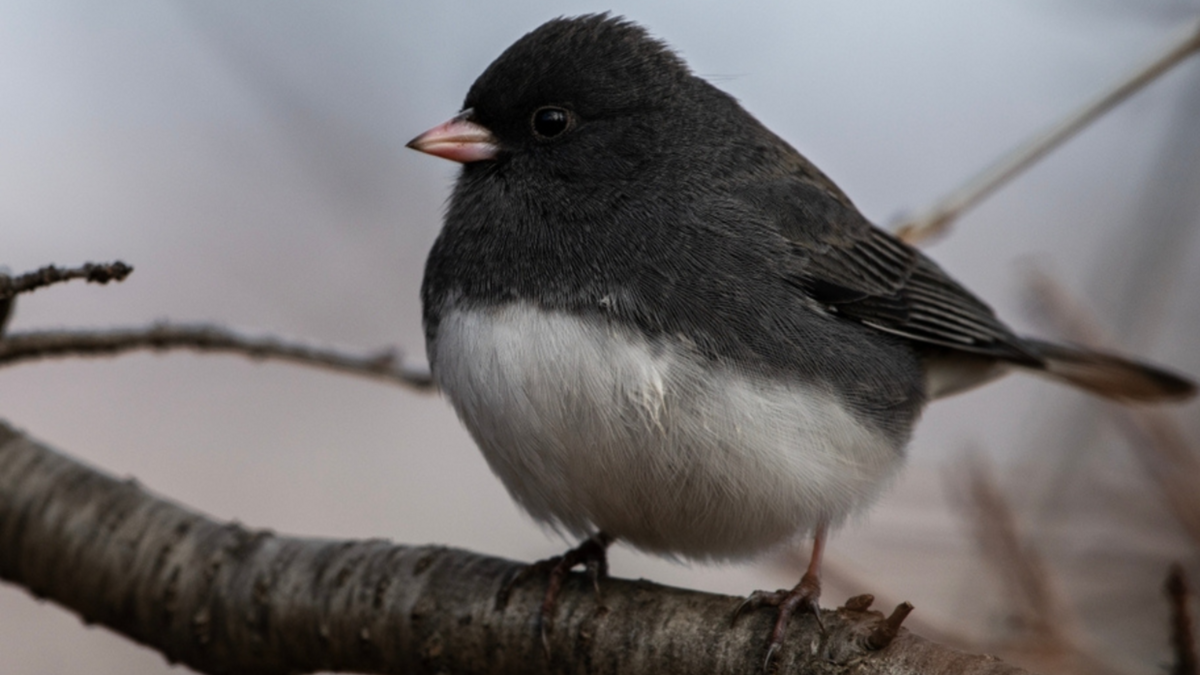 Od 60 lat nie widziano go w Polsce. Waleczny ptaszek przebył długą drogę