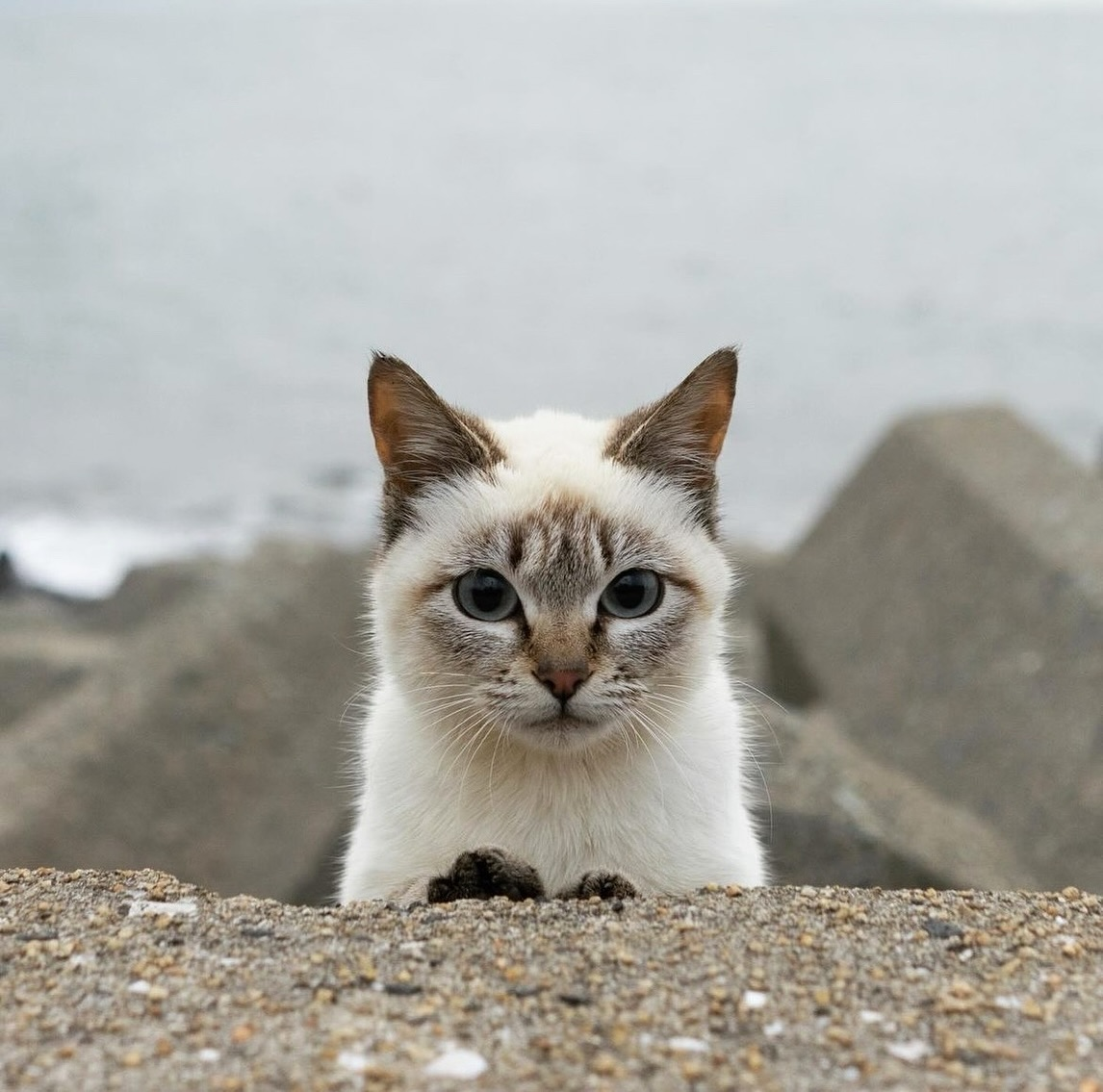 c00d93ff-3dad-4861-b192-0a80575eef4a