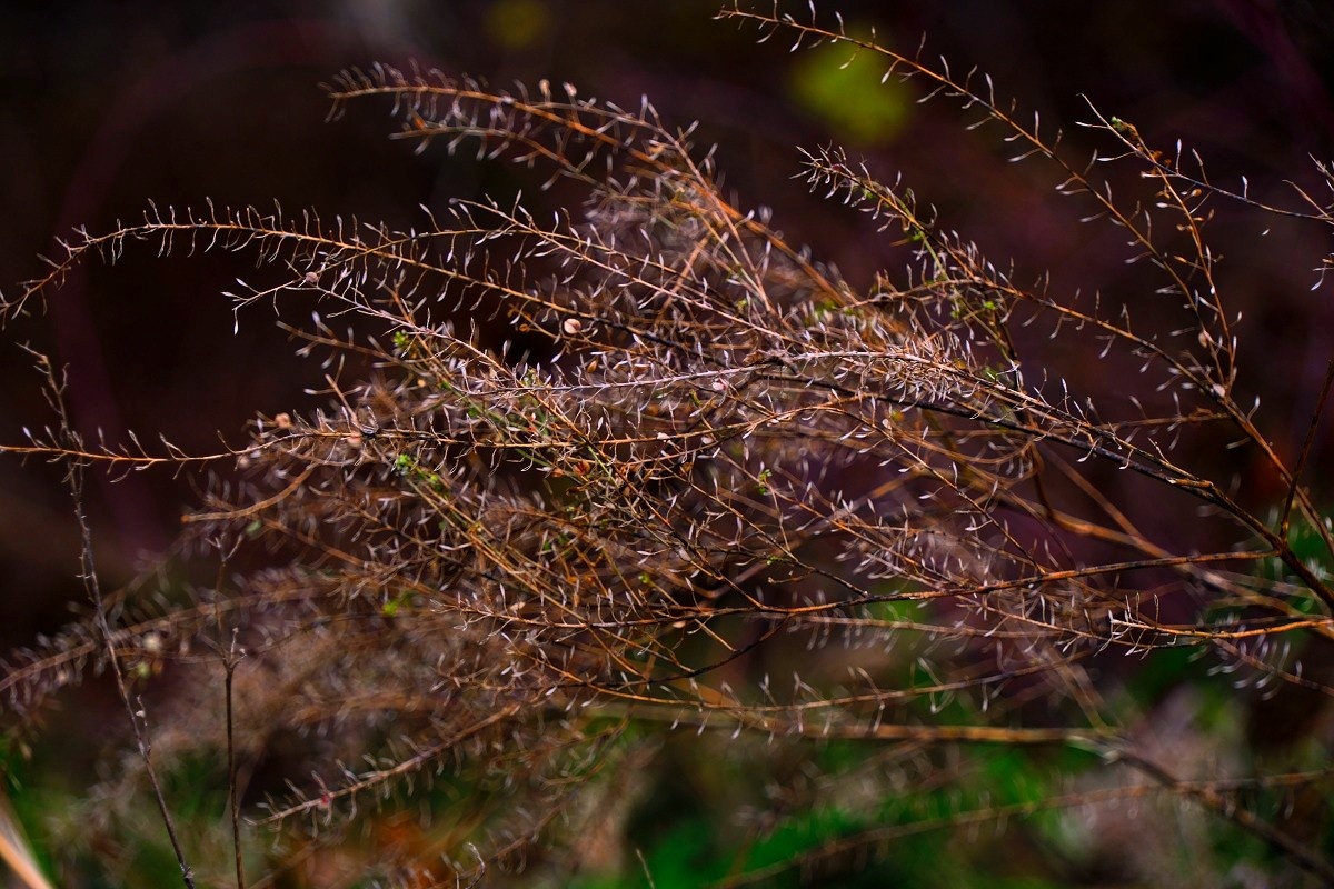 Grudniowe Trawy / Fotografujemy Przyrodę