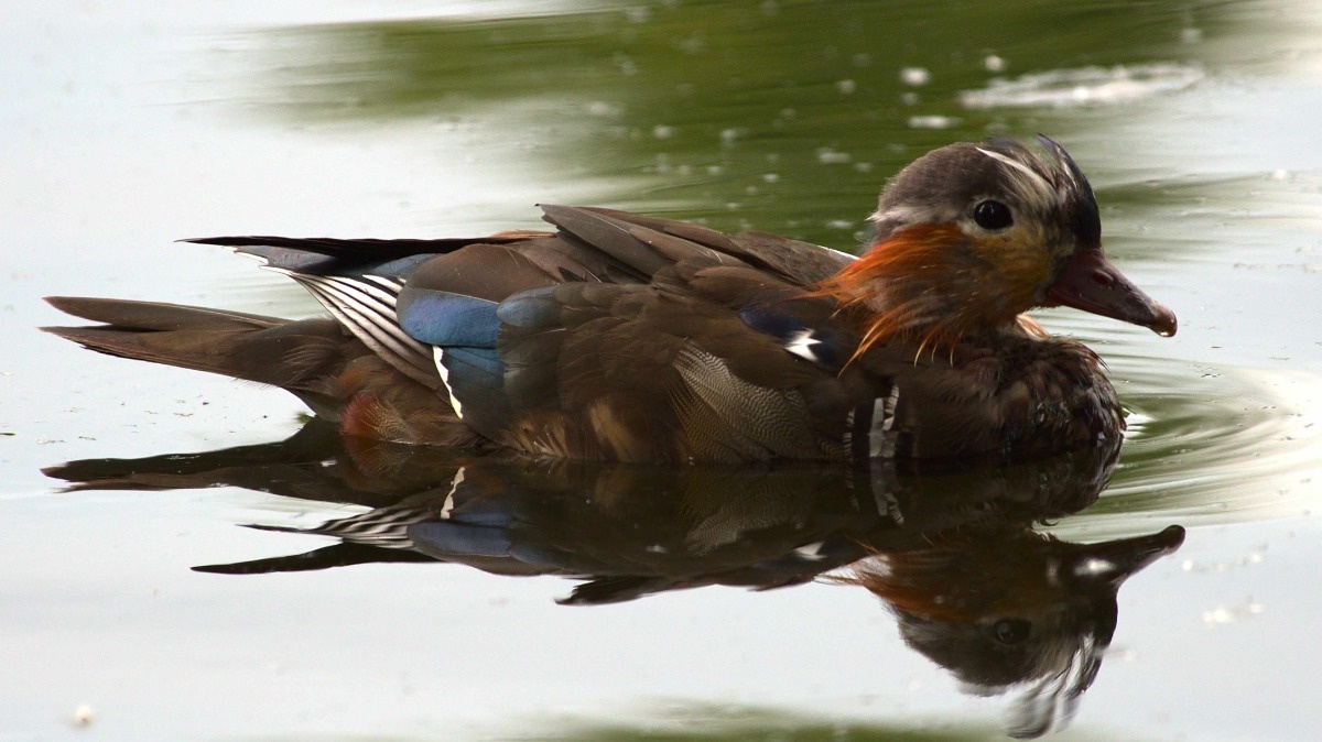 fcbdf00a-a04f-43bd-bc8c-64391fa52372