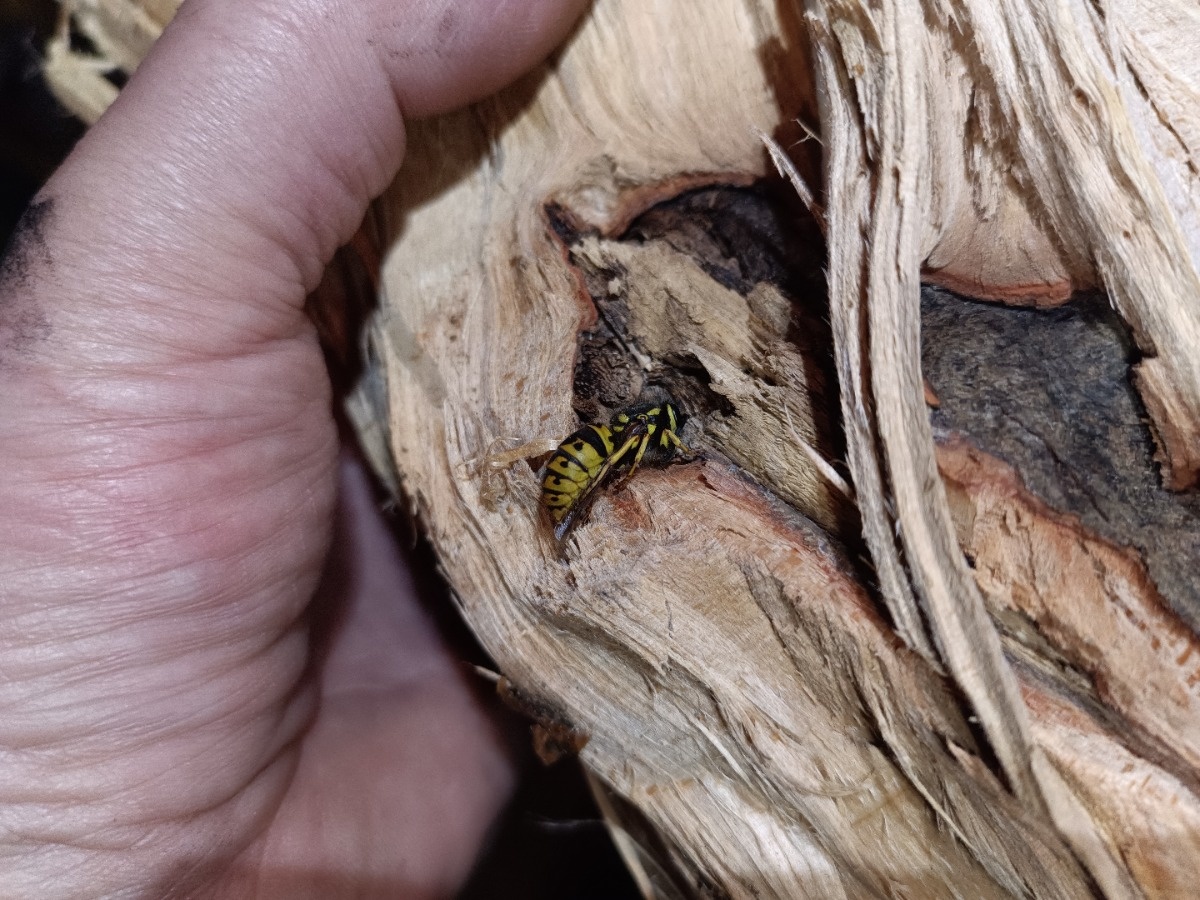 28961a8c-68ca-4bef-a82c-0cafe4dedceb