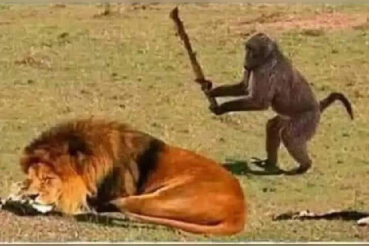 96336bee-5841-47ba-b5e6-abb3542be8a1