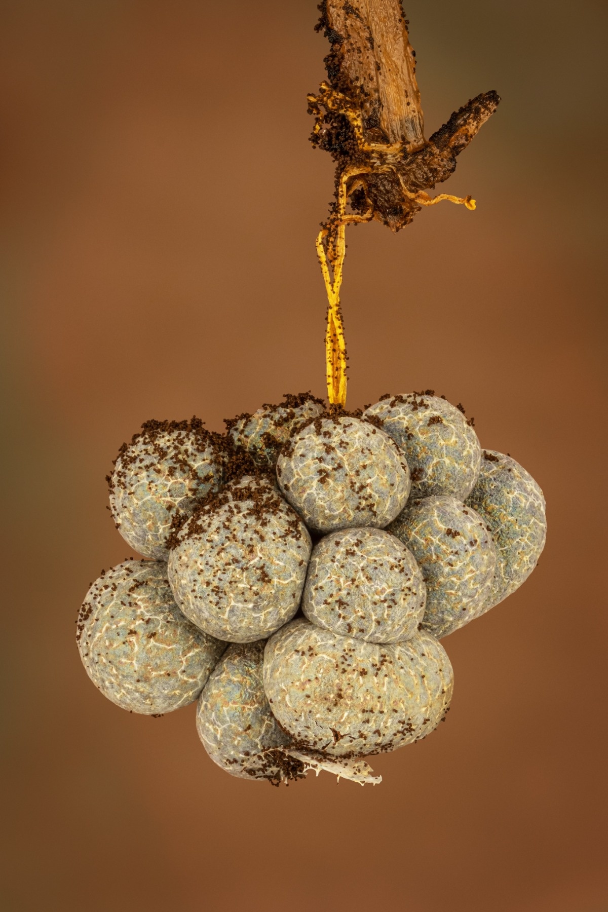 4552cfb9-3264-4e63-9464-363dfdf921e8