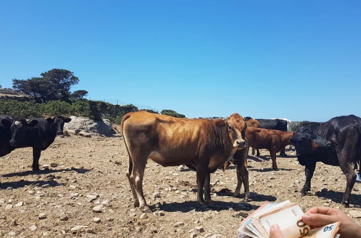 UE potrąciła 400 mln euro za wyłudzenia dopłat w Grecji - Echo Polski • portal informacyjny, wiadomości, newsy, porady