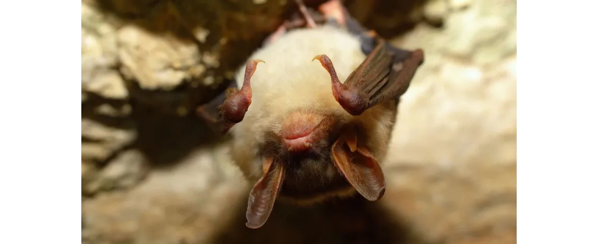 Mazowieckie/ Nowy gatunek nietoperza pojawił się w Kampinoskim Parku Narodowym