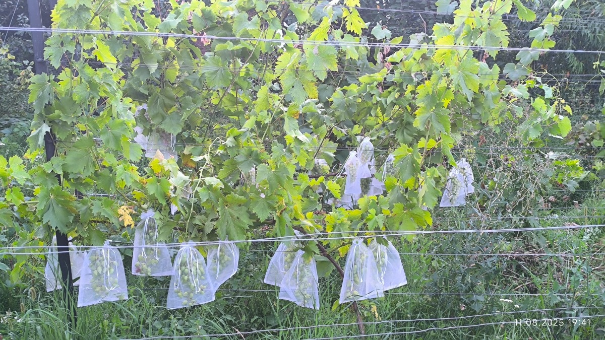 874c8f64-c370-45b1-a2f3-b27fc0a19d51