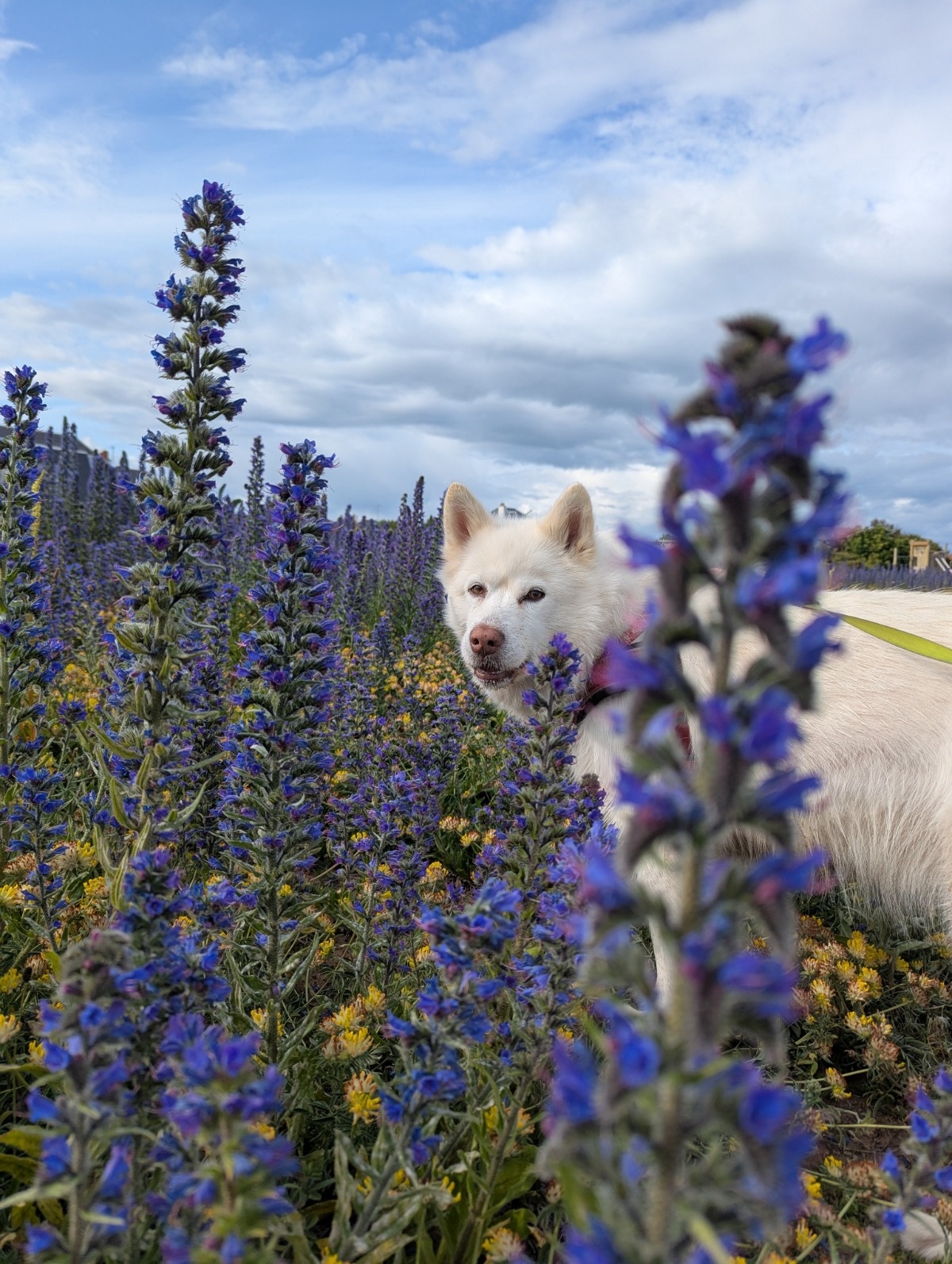 5b3f57e8-cae7-47d1-8897-0731762182ca