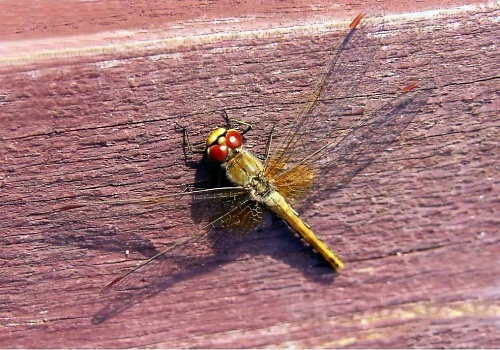 22333c81-8dc9-41c1-99ba-a04b5210f918