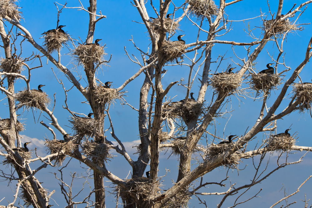 Bezwzględne więzienie za masakrę kormoranów – przełomowy wyrok w Polsce - Ekologia.pl