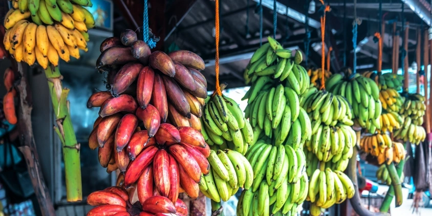 Dlaczego banany są krzywe?