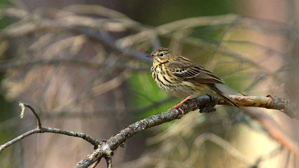 f1f9168a-c32c-4131-a2e4-cae7d19084d4