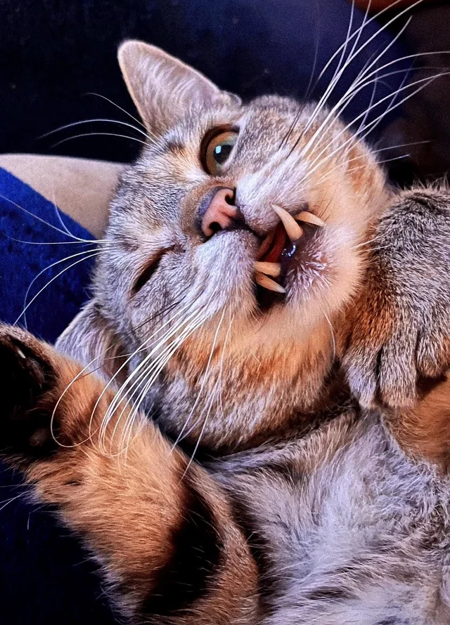 c4e5a7ca-54e4-40c3-9f82-ea95c5bec733