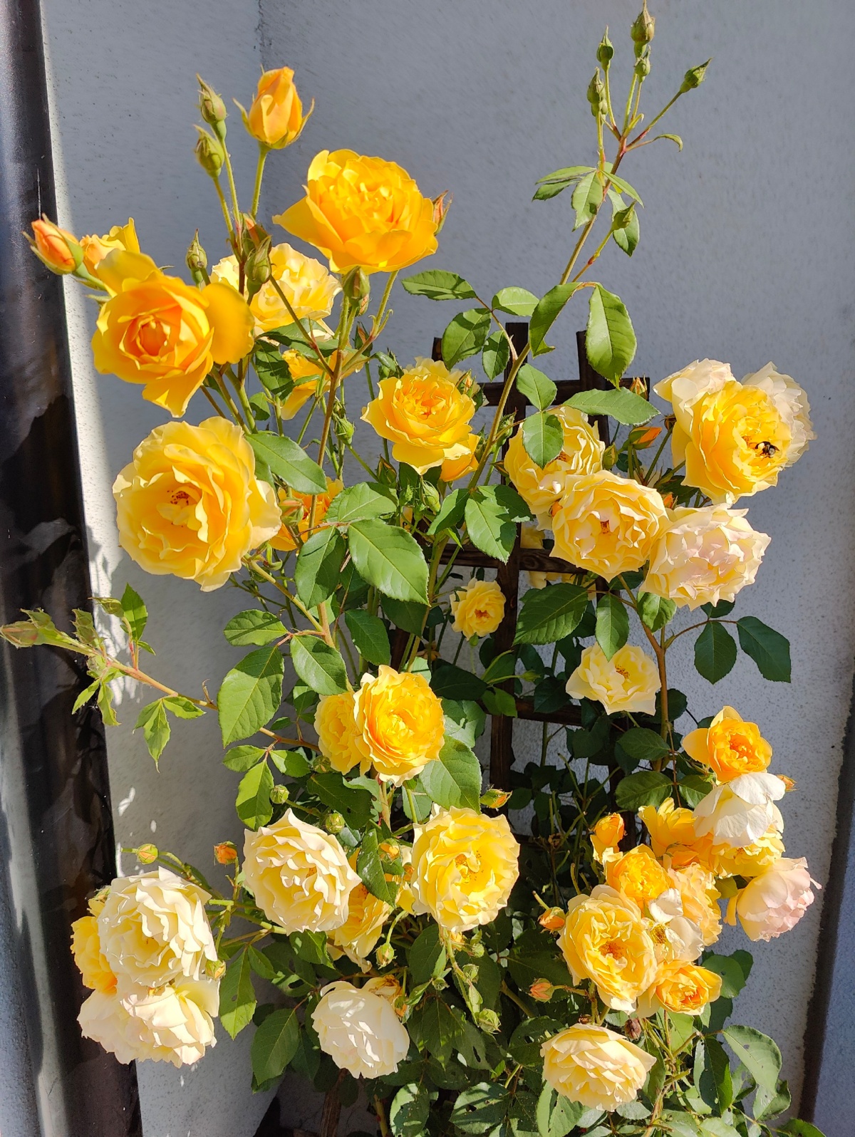 c81ff8ef-fa57-4325-88f6-947e79b1418a